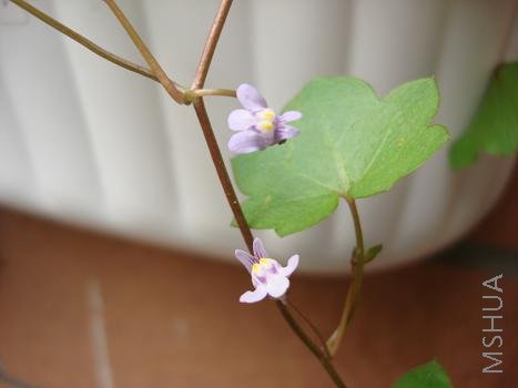 �����۵������÷Ŵ�������ͦ����