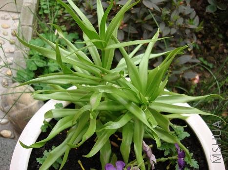 ȥ����������ȥ�Ļʹڱ�ĸһֱû�������ڴ������ʱ��Ȼð��ѿ