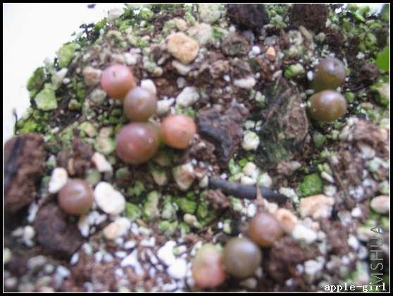 ��Ƭ20080408 038.jpg