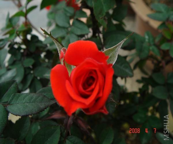 ������С DSC04711.JPG