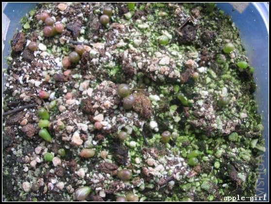 ��Ƭ20080408 030.jpg