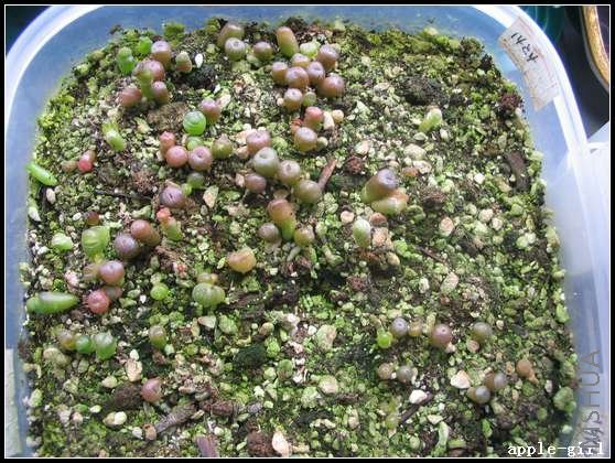 ��Ƭ20080408 031.jpg