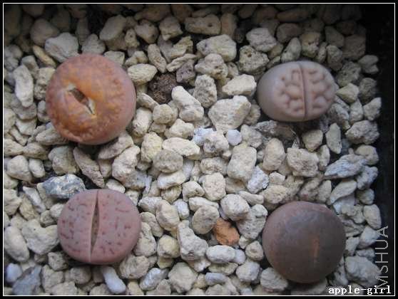 ��Ƭ20080304 006.jpg