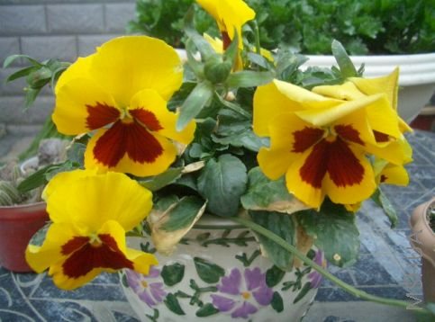 �ƺ��3ɫ��