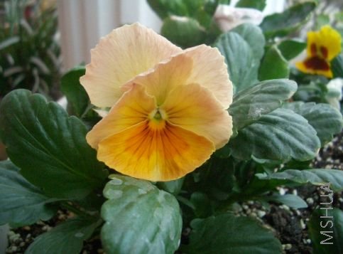 Ψһ��һ�ùŷ罥��