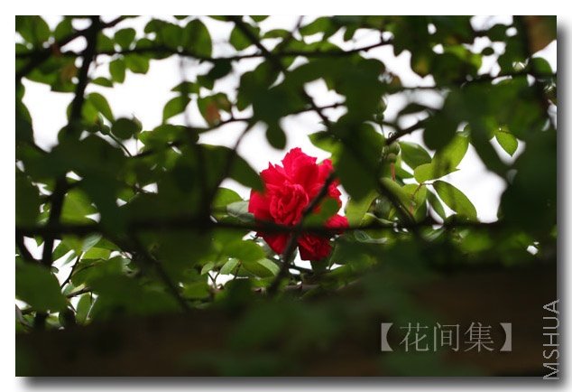 IMG_9062 ����.jpg