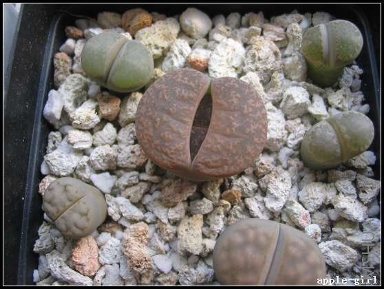 ��Ƭ20080304 008.jpg