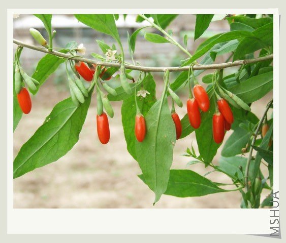 ������С ���a3.JPG