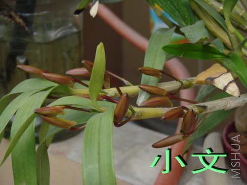 �½� ACDSee 9.0 BMP ͼ��.jpg