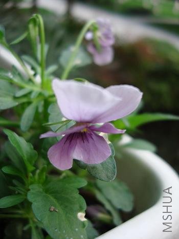 ���ŵ����ǳ�Ľ���