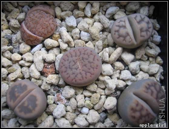 ��Ƭ20080304 009.jpg