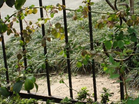 Ҳ��ǰ����������ľ���������