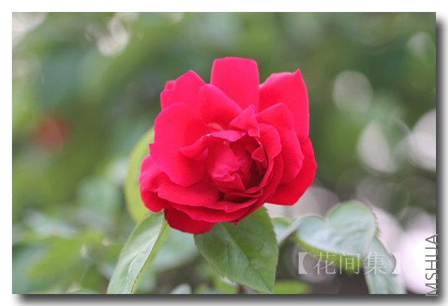 IMG_9238 ����.jpg