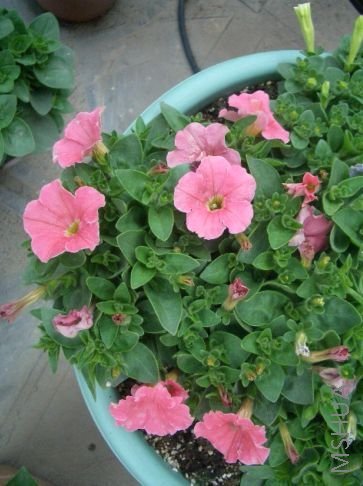 �ۺ�����ţ