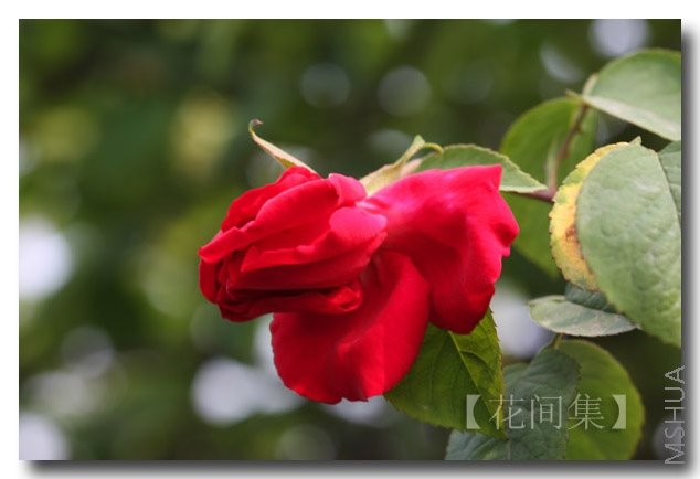 IMG_9202 ����.jpg