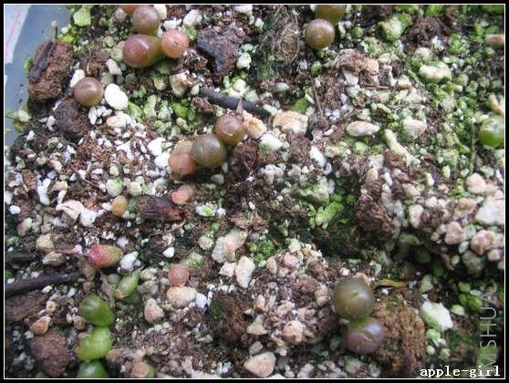 ��Ƭ20080408 035.jpg