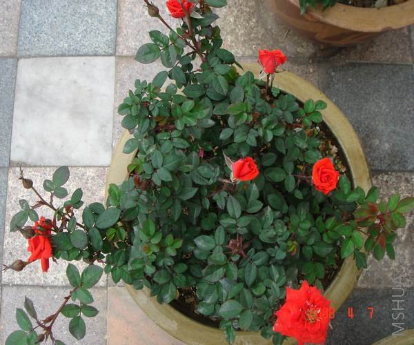 ������С DSC04709.JPG