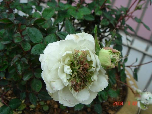 ������С DSC04482.JPG