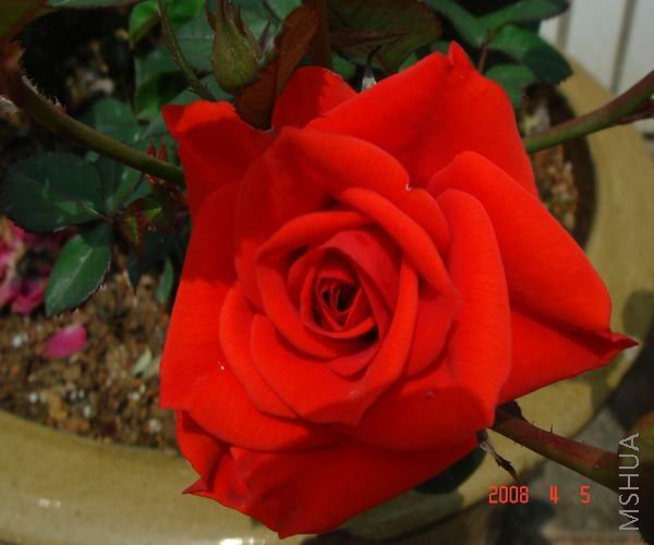 ������С DSC04623.JPG