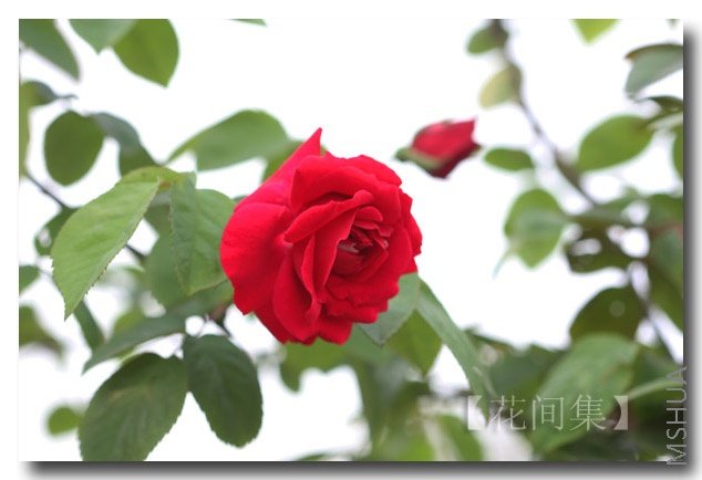 IMG_9227 ����.jpg