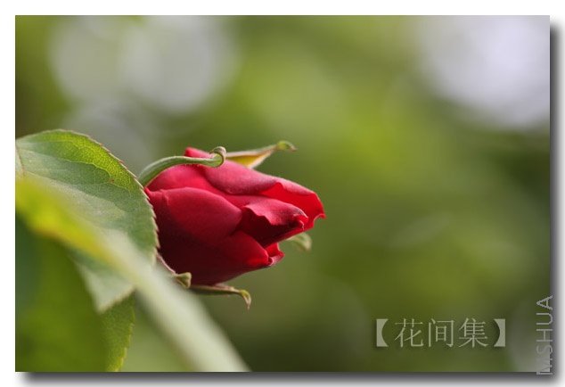 IMG_9236 ����.jpg