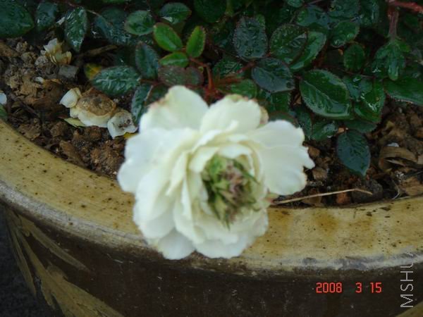 ������С DSC04398.JPG