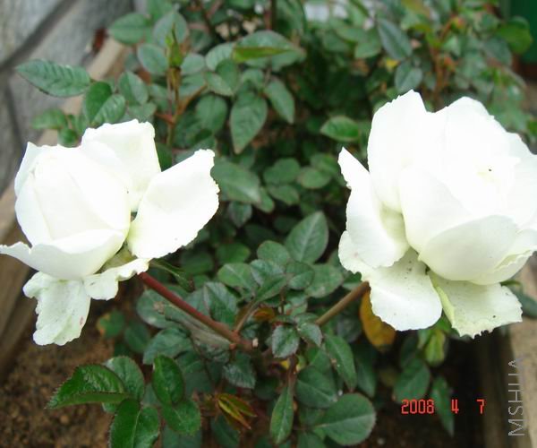 ������С DSC04682.JPG