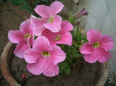 ȥ��Ψһ��һ������ţ