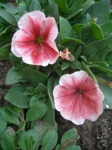 �ٺ�����ţ