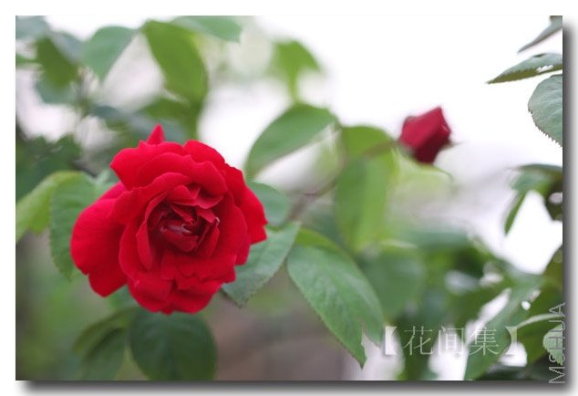 IMG_9237 ����.jpg