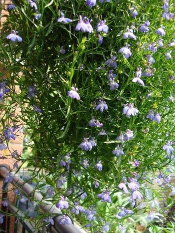 ����������ɫ