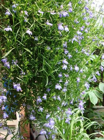 �ٿ������������