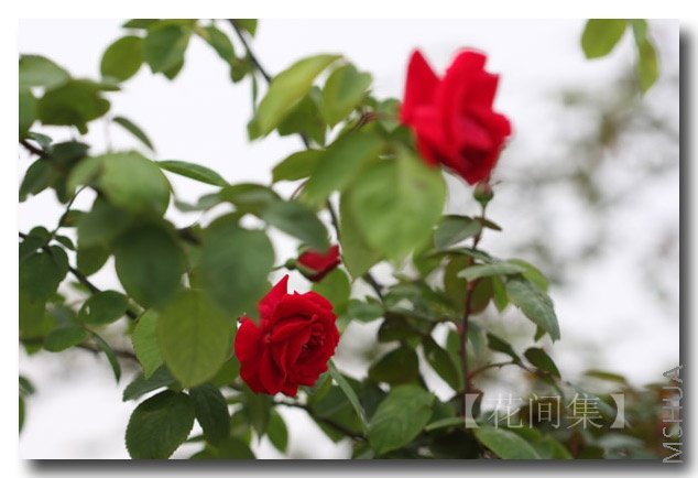 IMG_9230 ����.jpg