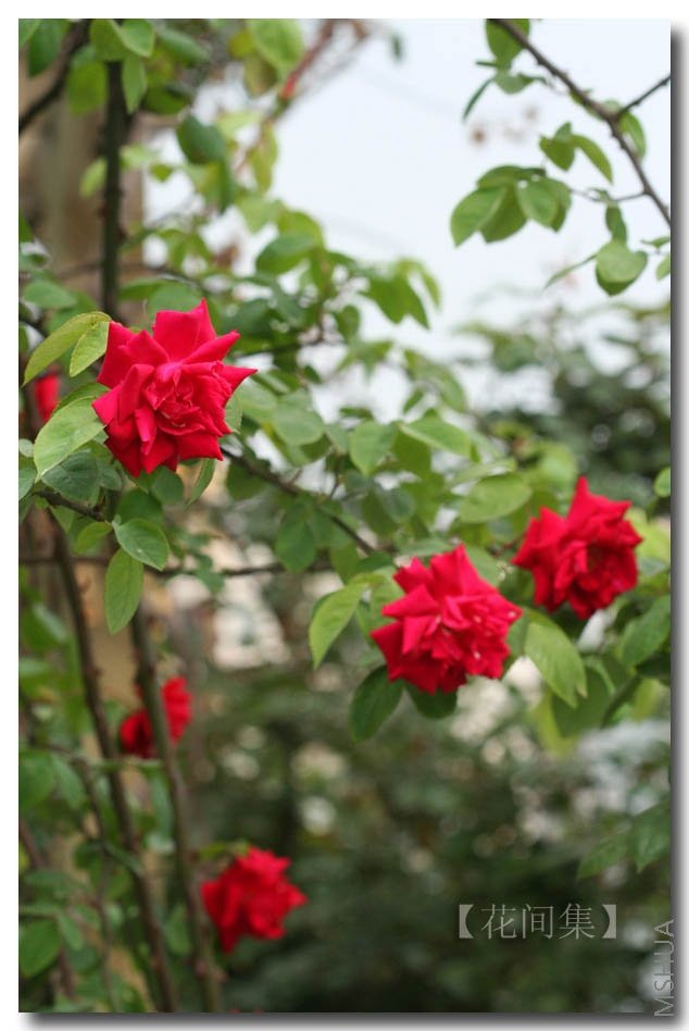 IMG_9230 ����.jpg