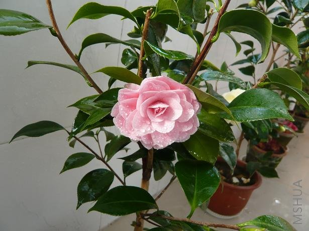 P1000331.JPG