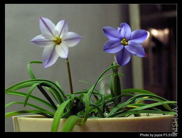 Ipheion uniflorum  & Ipheion 'Rolf Fiedler'