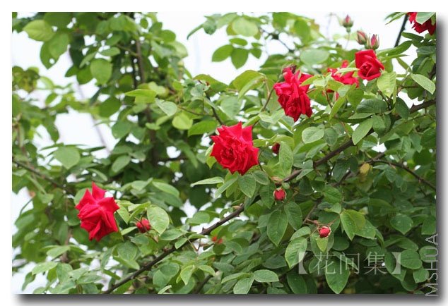 IMG_9228 ����.jpg