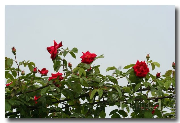 IMG_9231 ����.jpg