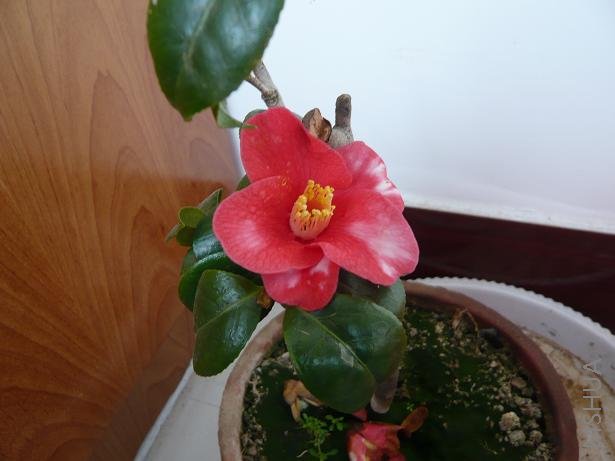 P1000264.JPG