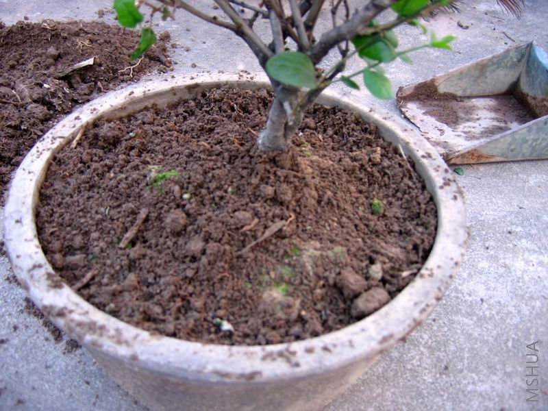 ������С �����ع� IMG_0046.JPG