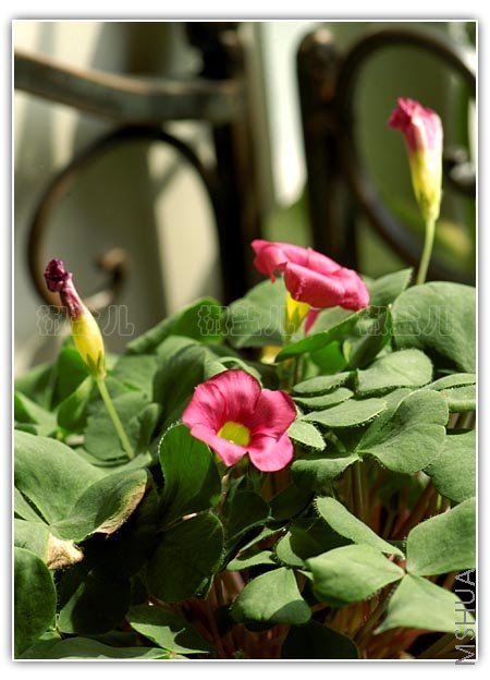 Oxalis purpurea Pink (�ۻ�ܽ����)