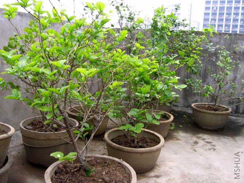 ������С �����ع� IMG_0032.JPG