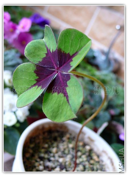 Oxalis deppei 'Iron Cross'