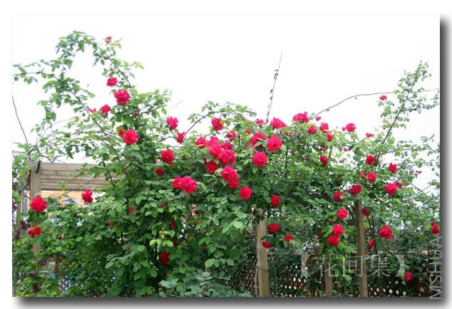 IMG_9303 ����.jpg