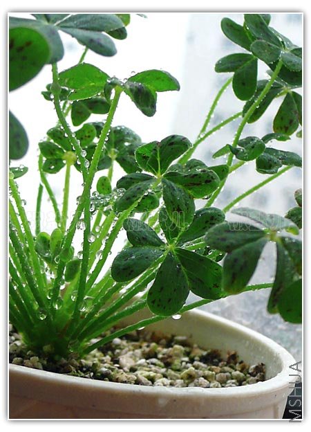 Oxalis pes-caprae ( ȸ�����u�� )