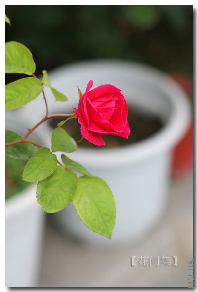 IMG_9256 ����.jpg