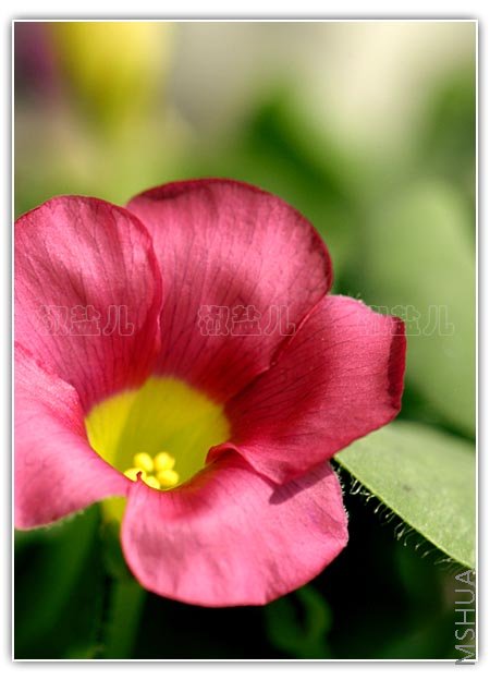 Oxalis purpurea Pink (�ۻ�ܽ����)
