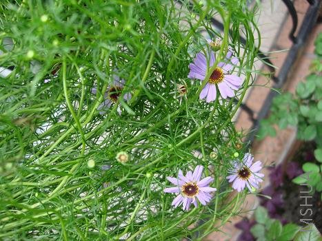 ��ɫ���ĳ�������ÿ���