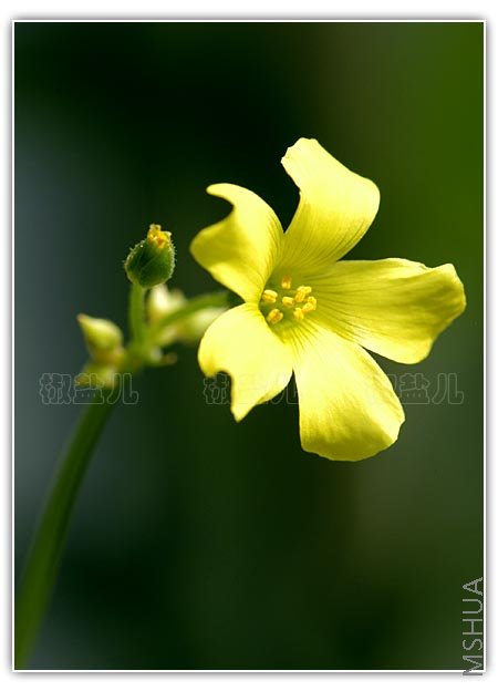 Oxalis pes-caprae ( ȸ�����u�� )