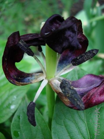 �����˵ĺ���